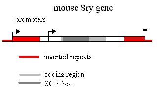 structure of the mouse Sry gene